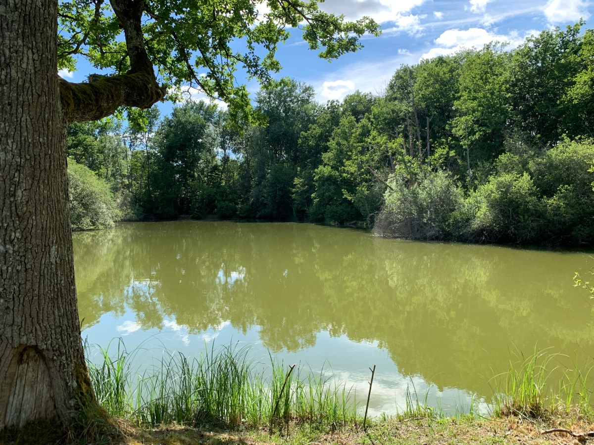 Nettoyage des étangs de Salleneuve
