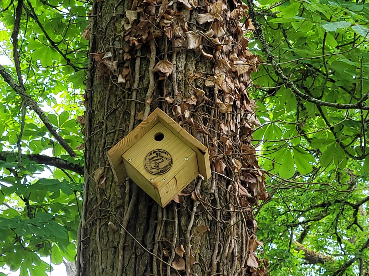 Des nichoirs pour la biodiversité : merci Mamatt&nbsp;!